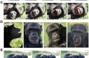 八字事业国际最新研究：机器人“打哈欠” 黑猩猩被传染